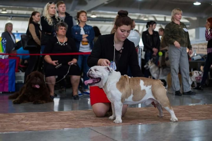 корейский рамён samyang. ошейник для мопса. авито той-терьер вязка хакасия. шлейка fusion французский бульдог. бульдаг.