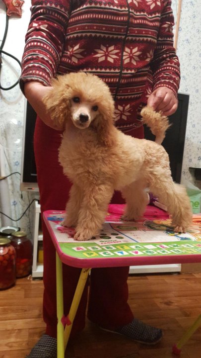 той пудель девочка