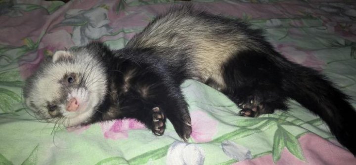 отдам хорька даром. бежевый с чёрнымдамашнийхорёк. хорек в добрые руки. фретка самец. хорек в пещерке.