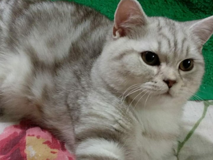 актера британские котята вискас фото и уход строят себя