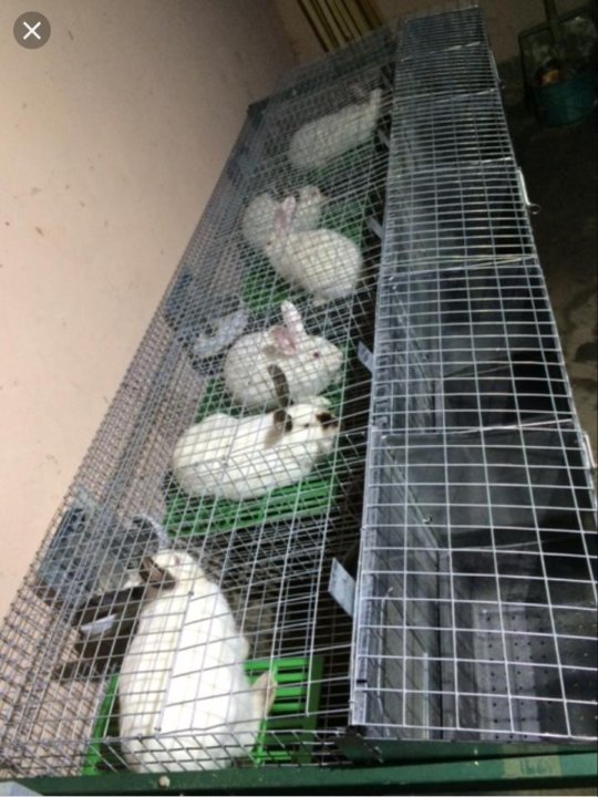 Купить сетку для кроликов. Клетки для кроликов из сетки. Сетка для клеток кроликов. Сетчатые клетки для кроликов. Клетки для кроликов из сварной сетки.
