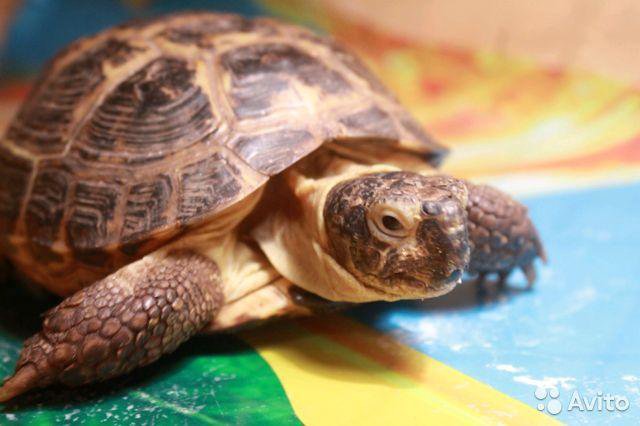 Черепахи новосибирск. Отдам сухопутную черепаху. Птичий рынок в Москве черепахи Сухопутные. Красные пятна у сухопутной черепахи на животе.