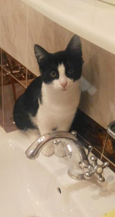 Фартовый кот Толик – купить в Москве, цена 300 руб., продано 10 октября  2019 – Кошки