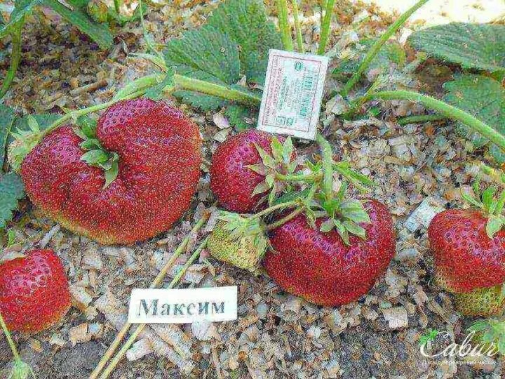 Клубника гигантелла максим фото