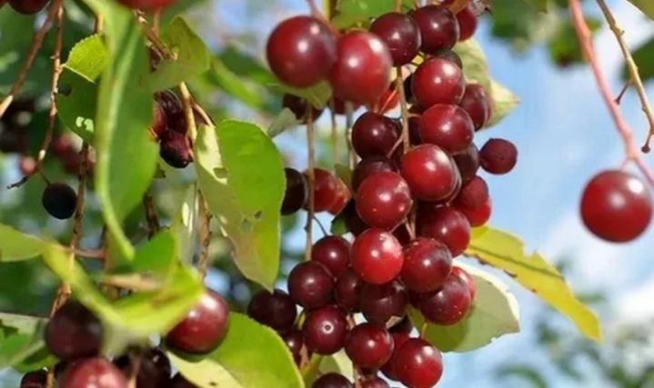 Церападус (вишня+черемуха. Черемуха вишня. Церападус и падоцерус. Церападус (вишня+черемуха. Черемуха красная виргинская.