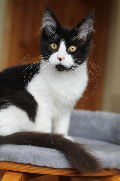 Черно белый Мейн кун котенок (28 фото)
