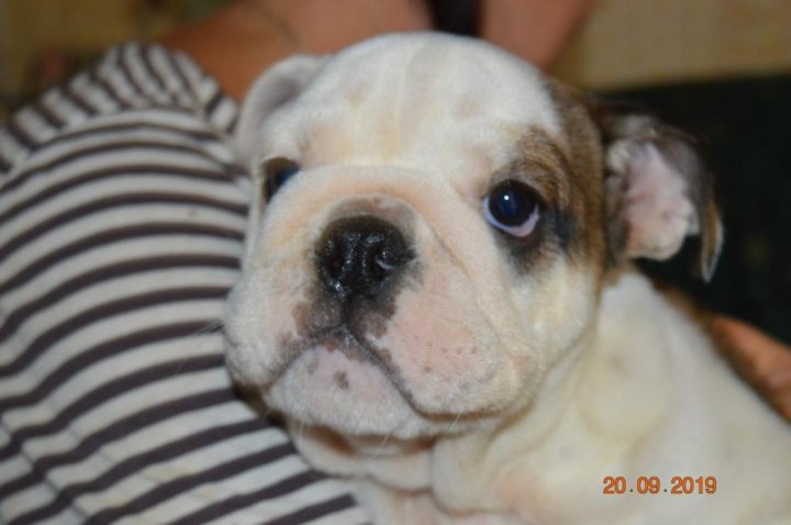 Французский бульдог рязань. Бульдог тюмень. Бульдог тюмень. Французский бульдог омск. Фалкон собака.