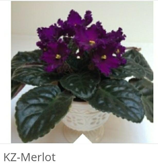 Kz merlot фиалка фото и описание