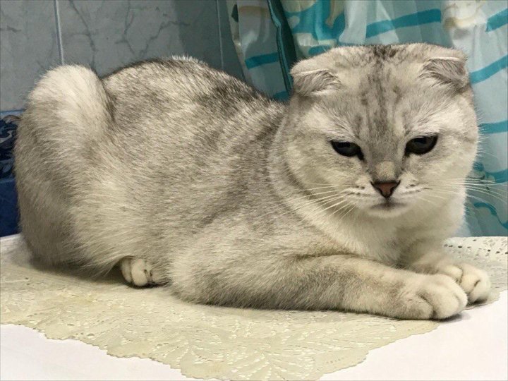 Шотландская Кошка Шиншилла Фото