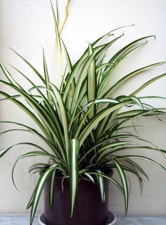 Хлорофитум бонни. Хлорофитум хохлатый. Хлорофитум виттатум. Хлорофитум выносливое или капризное. Растение паук хлорофитум.