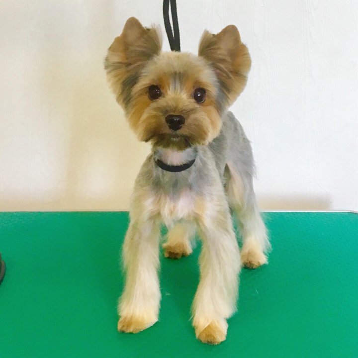 Авито грумер. Вест хайленд терьер тримминг. Стрижка лап у йорка. Грумер стрижка. Стрижки йоркширского терьера мальчика.