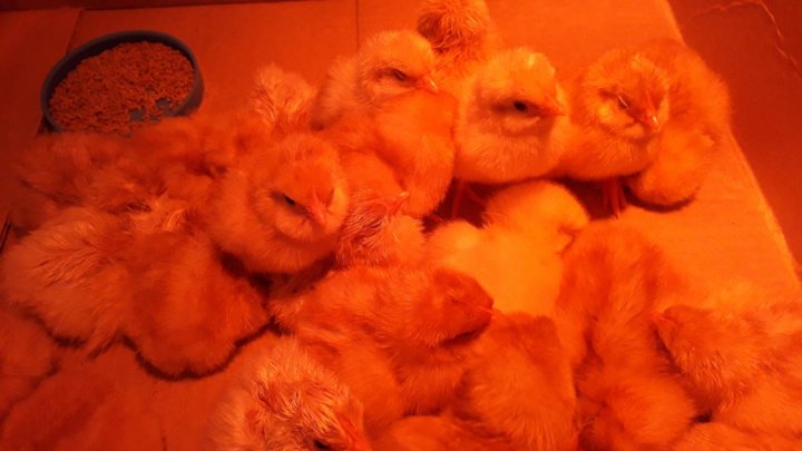 Фото цыплят ломан браун в 1 месяц