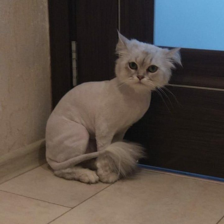 Фото Стриженных Кошек