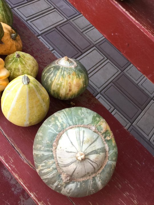 Декоративные Тыквы Фото Съедобные Ли Они