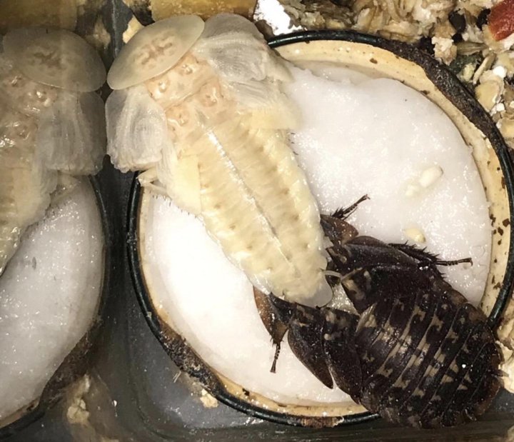 Тараканы Мертвая голова колония – купить в Котельниках, цена 4 000 руб.,  продано 8 марта 2022 – Другие животные