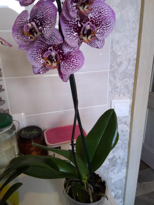 Андорра орхидея фаленопсис