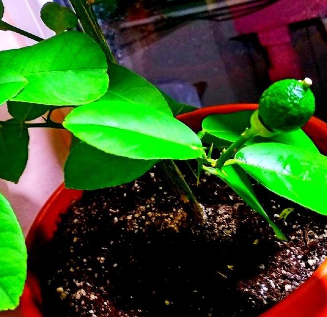 Лимонное дерево павловский. Авито лимонное дерево. Авито лимон. Цитрус (комнатное растение) лимон мейера. Авито лимонное дерево.