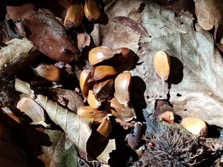 Орехи чинарики фото как растет
