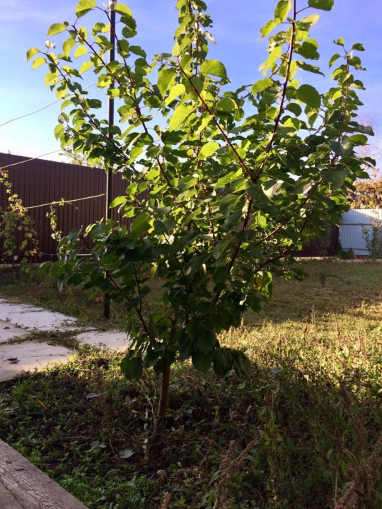 Абрикосовое дерево молодое. Абрикос дерево саженец. Саженец абрикоса однолетка. Абрикос краснощекий. Абрикос обыкновенный плодовые деревья.