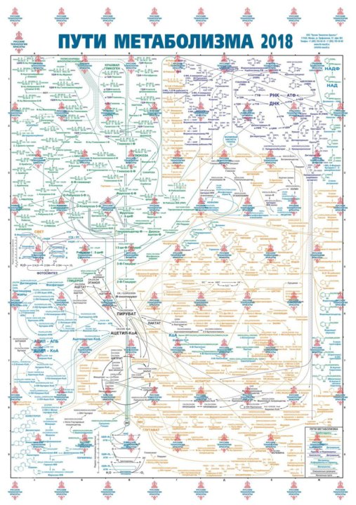 Метаболическая карта человека на русском