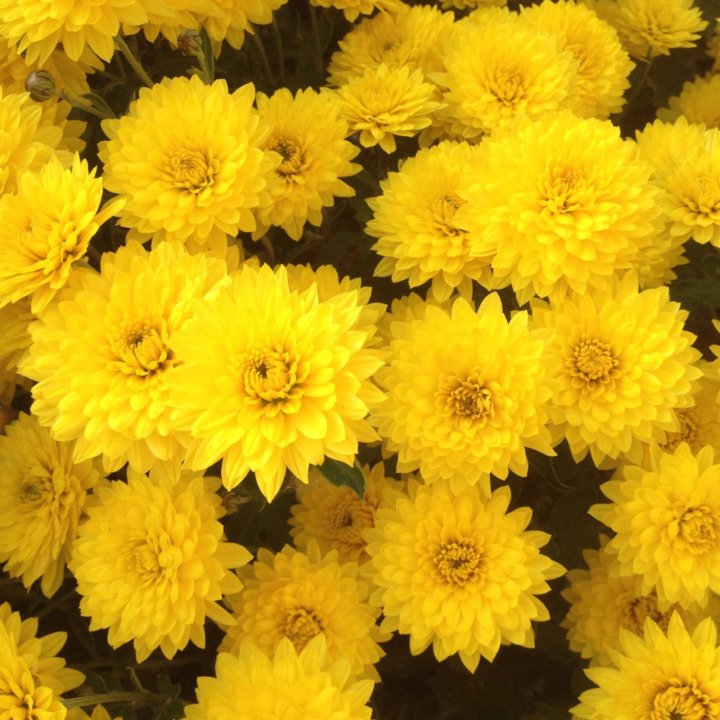 корень хризантемы фото. хризантема садовая рассада. хризантема мультифлора деление куста. корневая система хризантемы. корень хризантемы фото.