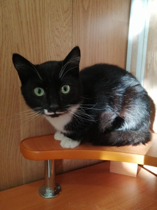 Кошки ухта