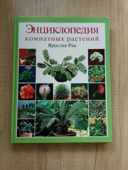 Цветы Комнатные Энциклопедия Фото