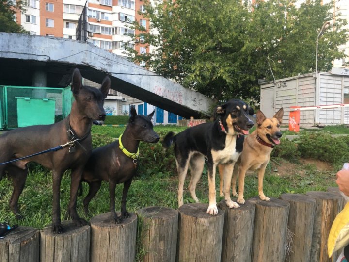 Передержка собак фото