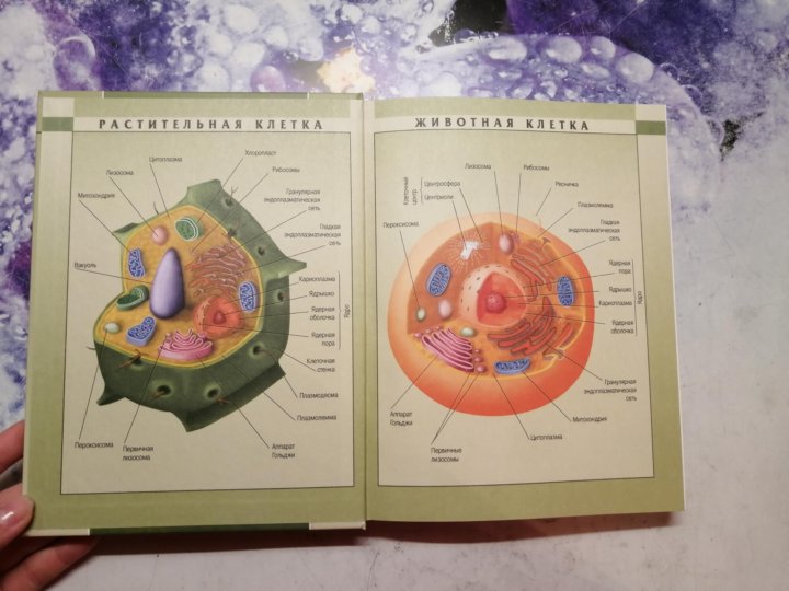 Теремов Петросова биология. Теремов строение клетки. Учебник Петросовой по биологии. Теремов Петросова 10-11.