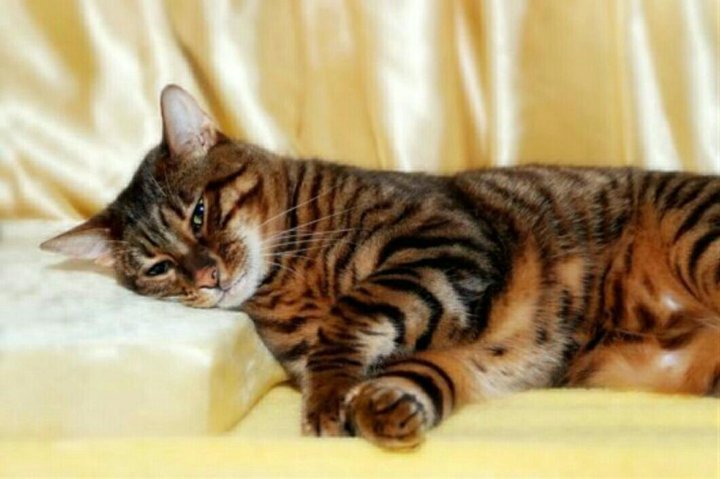 Тигровая кошка