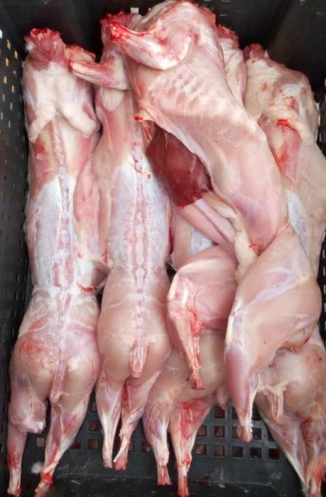 рынок мясо кролика