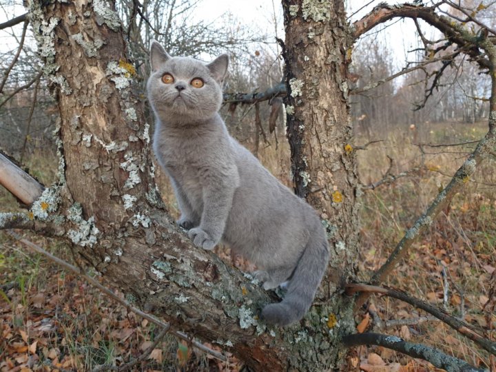 Кошка 4 Месяца Фото