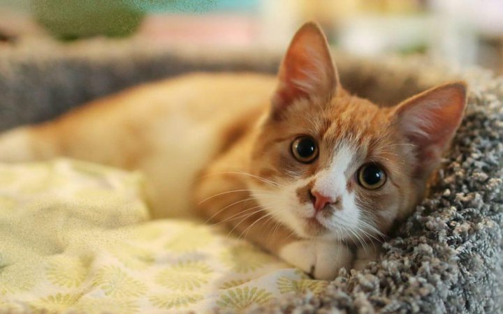 Katzen aus russland suchen ein zuhause