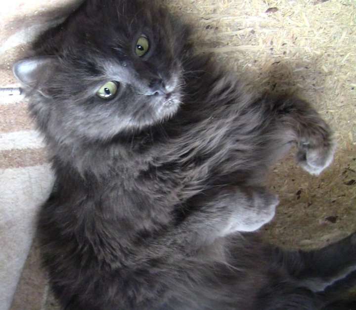 Роскошный крупный дымчатый кот Смоки – купить в Санкт-Петербурге,  бесплатно, продано 16 марта 2020 – Кошки