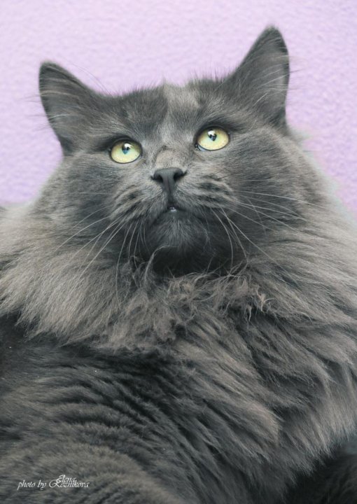 Роскошный крупный дымчатый кот Смоки – купить в Санкт-Петербурге,  бесплатно, продано 16 марта 2020 – Кошки