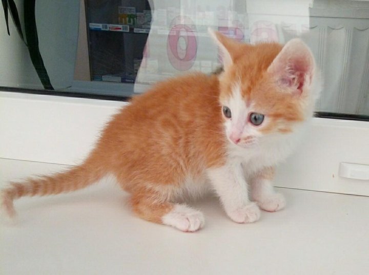 Купить Котенка В Саратове С Фото Авито