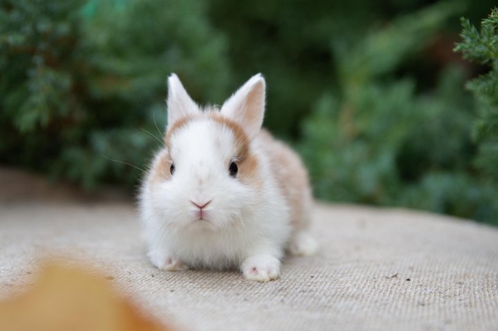 Пухлый кролик фото