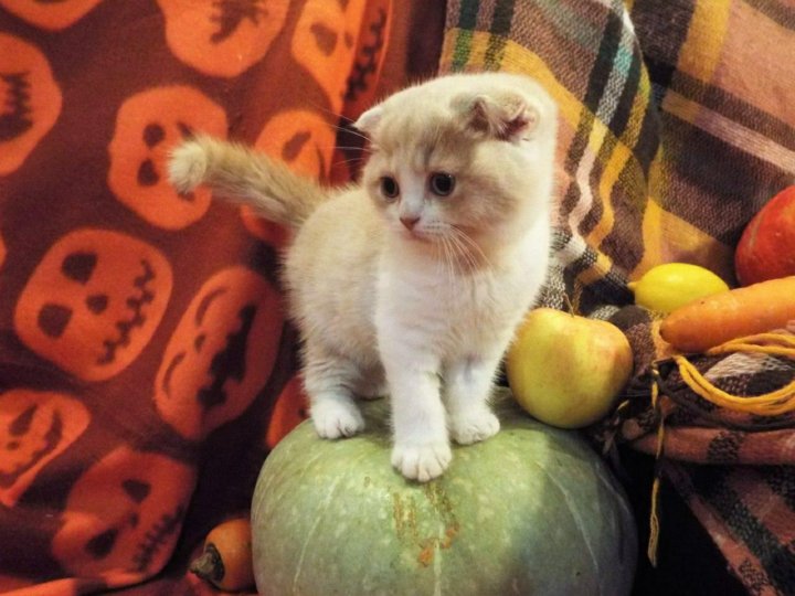 фото вислоухих котят из питомников она выглядела