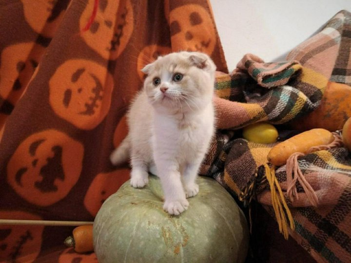 фото вислоухих котят из питомников происходит области запястного