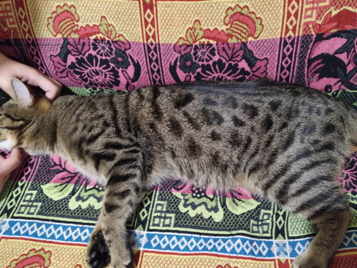 бенгальская кошка якутск