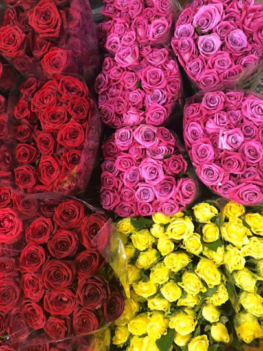 Розы оптом от производителя. Розы оптом. Розы Эквадор оптом. Розы оптом фото. Цветы из Эквадора оптом напрямую цена.