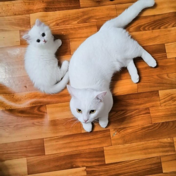 Кинкалоу Кошка Фото