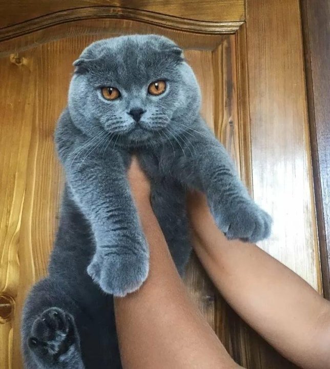 Шотландские кошки сколько живут