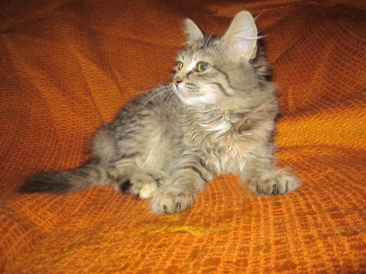 Сибирская кошка купить