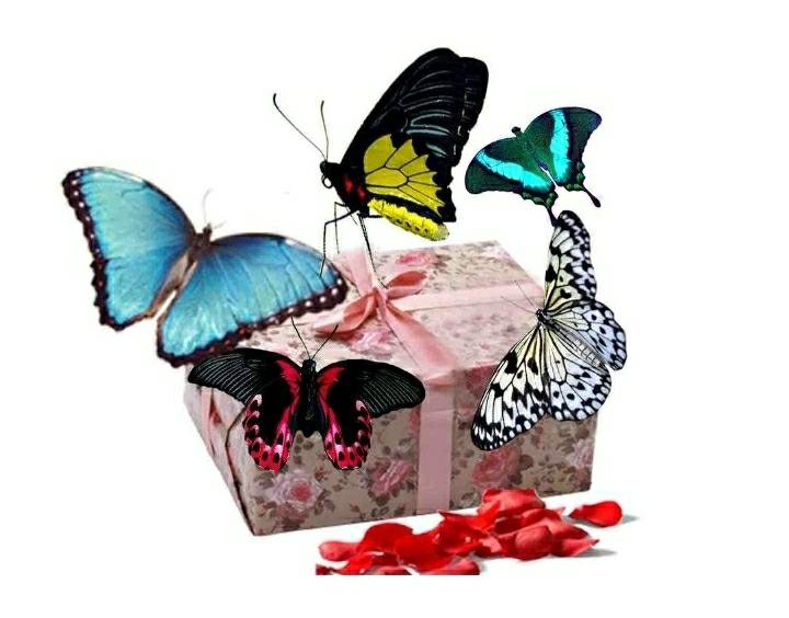Коробка с живыми бабочками. Букет с бабочками живыми. Живые бабочки в коробке. Букет из бабочек в коробке. День изучения бабочки
