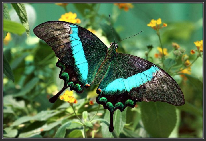 Парусник полит (Papilio polytes) - YouTube