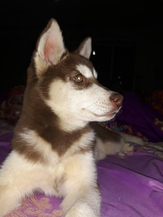 Хаски орел герц. Чукавино тверь. Тверь хаски потеряшка. Хаски тгту. Хаски орел.