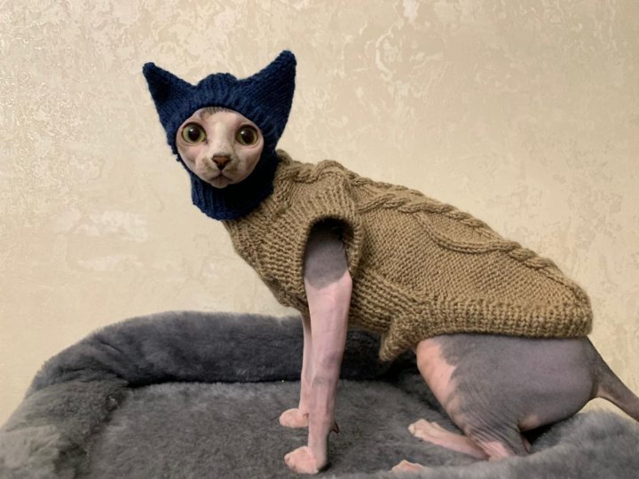 Сфинкс в шапке. Шапка для сфинкса. Сфинкс в шапочке. Шапочки для сфинксов. Шапочки для сфинксов.