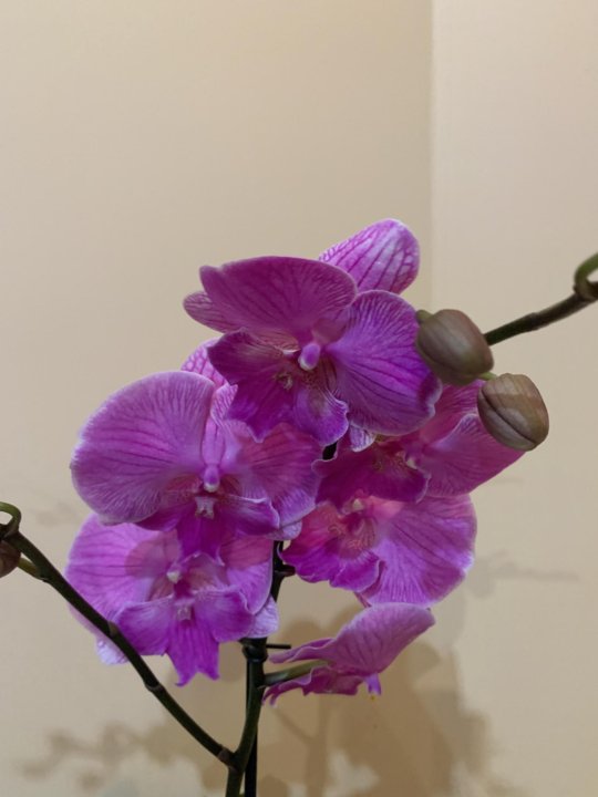 Орхидея фаленлпсис биг лип. 