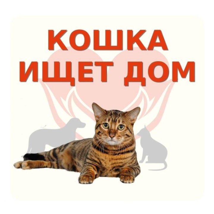 Картинка в добрые руки